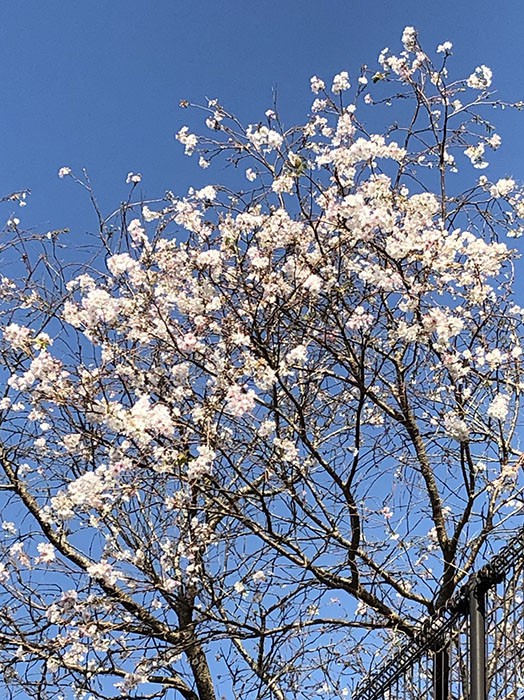 季節外れの 桜 の便り 視聴者投稿 サガマル サガマル Sagamaru