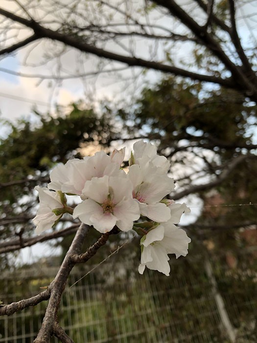 季節外れの 桜 の便り 視聴者投稿 サガマル サガマル Sagamaru