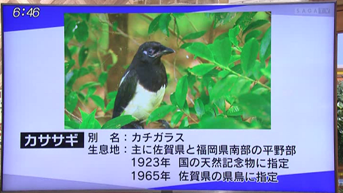 カササギの巣の剪定 ニュース サガマル サガマル Sagamaru