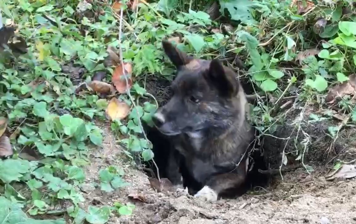 仲良し犬の親子 ベリーとロビン 遂にロビンがひとり立ち 視聴者投稿 サガマル サガマル Sagamaru