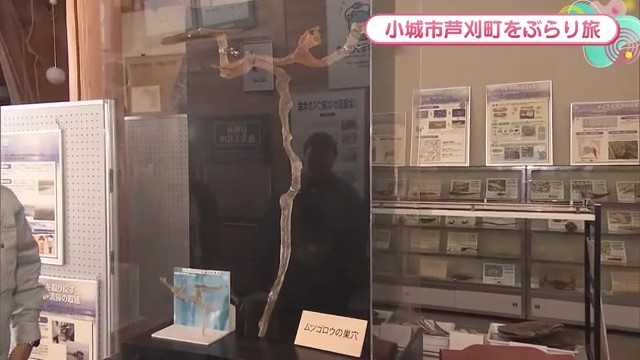 ムツゴロウの巣穴