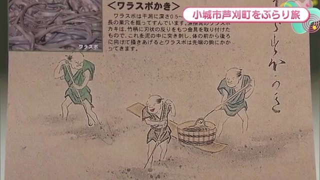 ワラスボかき