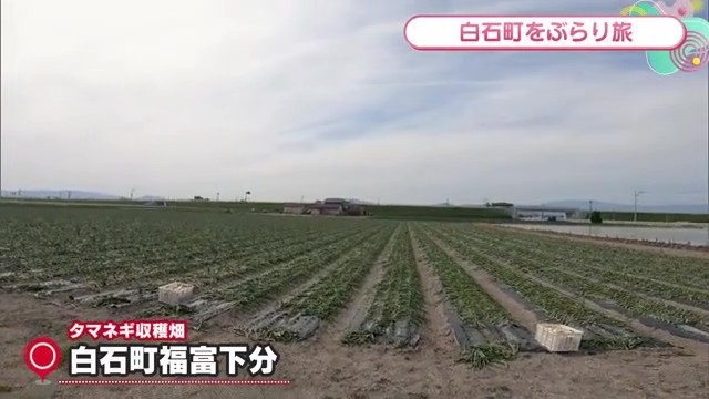 たまねぎ畑