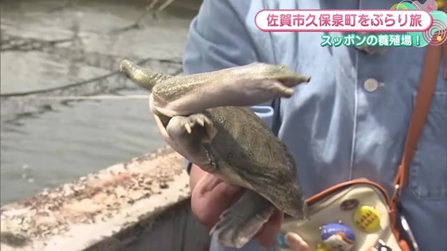 スッポンの姿