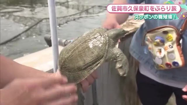 スッポンの姿