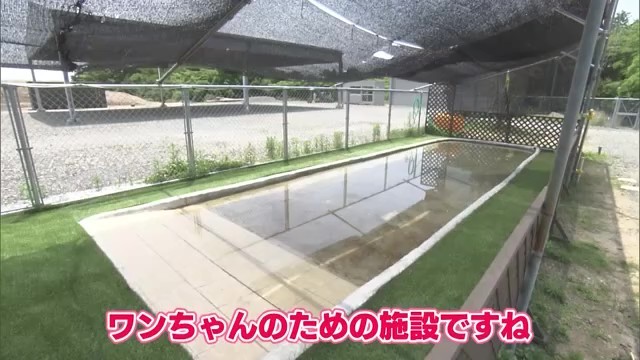 プール