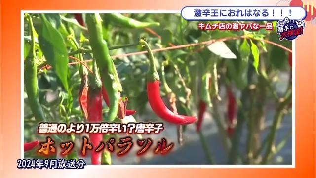 パラソル