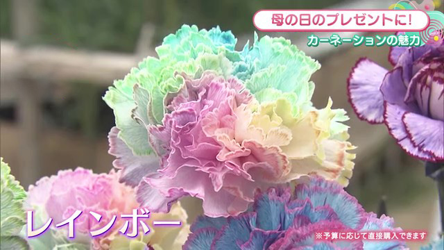 カーネーションの名門「平田花園」に潜入 虹色の花びらと企業秘密の染色技術に迫る
