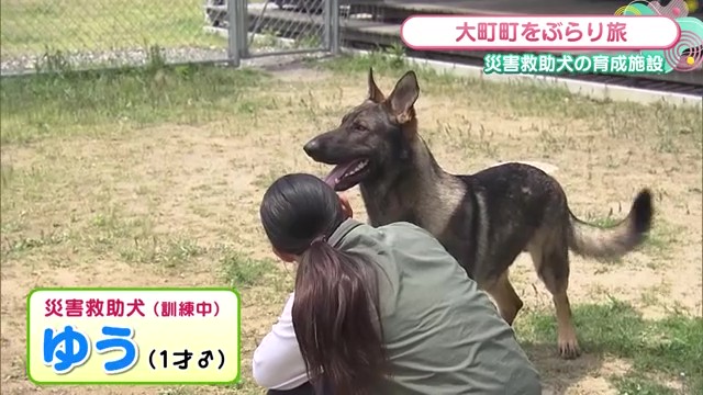 災害救助犬育成＆ペットと避難できるドッグラン・プール 杵島郡大町町「MORE WAN」