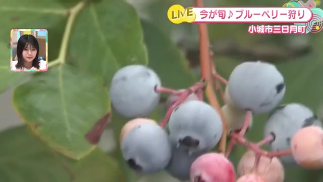 30種類のブルーベリー食べ比べ！小城市「ブルーベリーガーデンおぎ」で味わう旬の贅沢