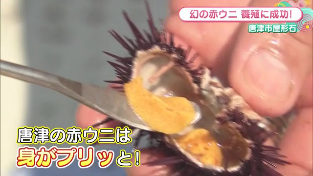高級料亭にも出荷「幻の赤ウニ」絶対に成功しないと言われた養殖に挑戦