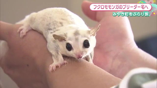 フクロモモンガと出会える専門ブリーダー！みやき町「フクロモモンガfelice」で愛らしい家族を見つけよう