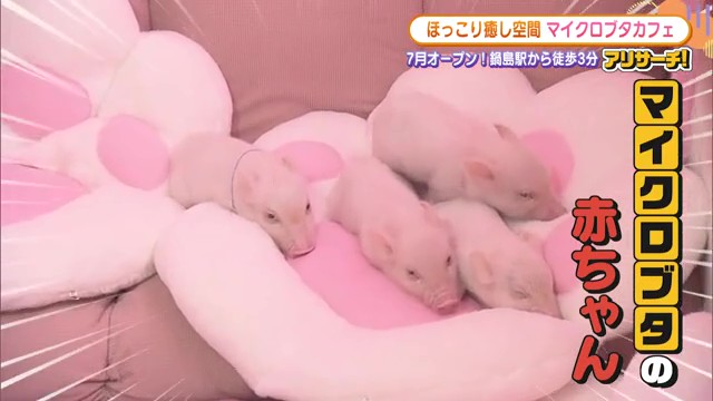 佐賀市「マイクロブタカフェ ぶぶはぴ」で新感覚の癒し体験！愛くるしいブタたちと触れ合おう