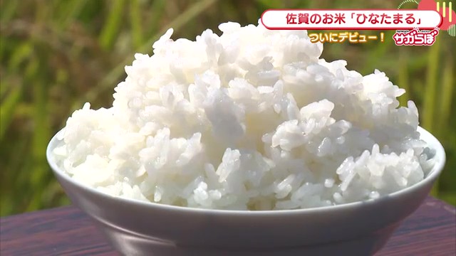 佐賀の新品種米「ひなたまる」12年の歳月を経て初収穫
