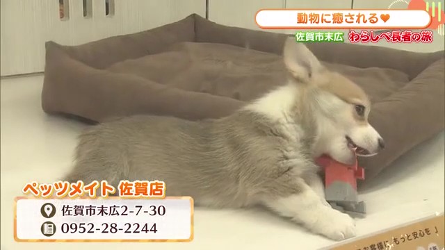 動物に癒される!ペッツメイト佐賀店で発見したクリスマス限定ペットグルメ