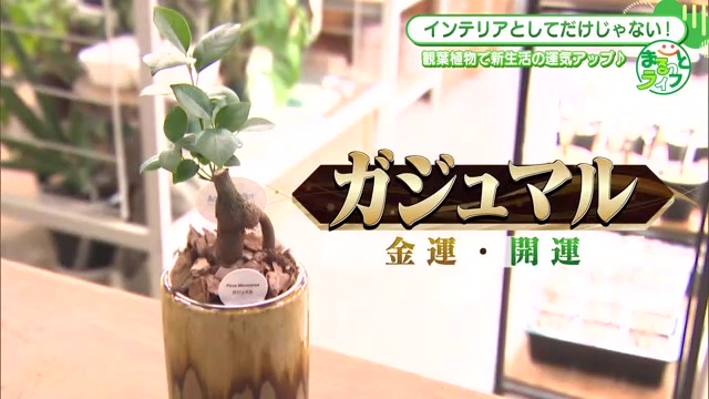 金運・開運アップ？話題の風水植物で新生活を迎えよう！佐賀市の人気店「トレジュール」で育て方のポイントも伝授