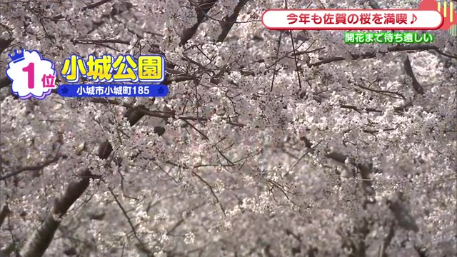 佐賀のおすすめ花見スポットランキングTOP3＆秘密にしたい穴場情報もご紹介