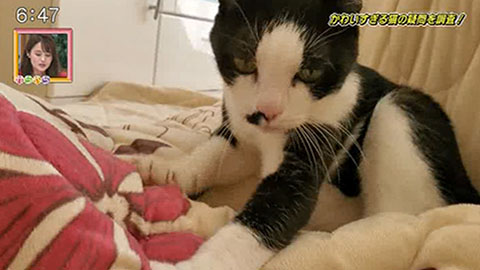 かわいすぎる♪猫の「アノ仕草」の謎