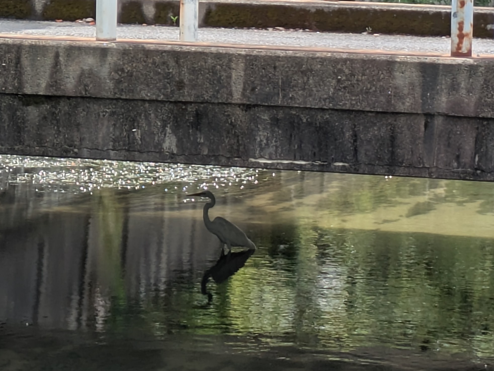 猛暑に　たまらず鳥も・・・