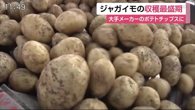 大手菓子メーカーのポテトチップス材料に 水田 でジャガイモ 収穫が最盛期 佐賀県鳥栖市 佐賀のニュース 天気 サガテレビ 大手菓子メーカーのポテトチップス材料に 水田 でジャガイモ 収穫が最盛期 佐賀県鳥栖市 佐賀のニュース 天気 サガテレビ