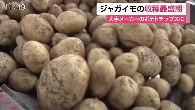 大手菓子メーカーのポテトチップス材料に 水田 でジャガイモ 収穫が最盛期 佐賀県鳥栖市 佐賀のニュース 天気 サガテレビ