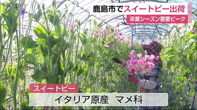 スイートピー出荷 卒業シーズンで需要ピーク 佐賀県 佐賀のニュース 天気 サガテレビ スイートピー出荷 卒業シーズンで需要ピーク 佐賀県 佐賀のニュース 天気 サガテレビ