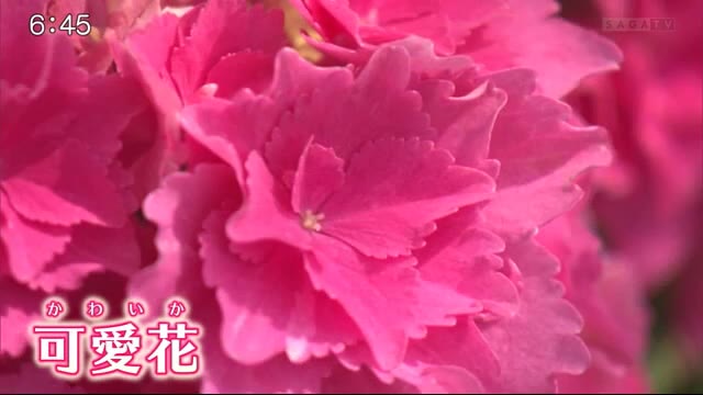佐賀生まれのアジサイ新品種 可愛花 雨のち星 デビュー 佐賀県 佐賀のニュース 天気 サガテレビ 佐賀生まれのアジサイ新品種 可愛花 雨のち星 デビュー 佐賀県 佐賀のニュース 天気 サガテレビ