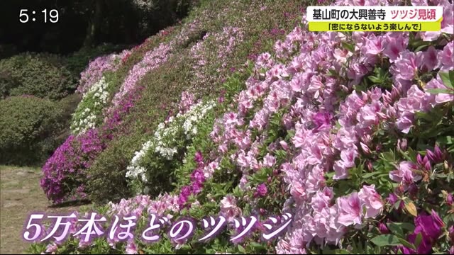 大興善寺で色鮮やかなツツジが見頃 佐賀県 佐賀のニュース 天気 サガテレビ 大興善寺で色鮮やかなツツジが見頃 佐賀県 佐賀のニュース 天気 サガテレビ