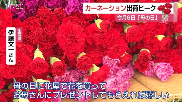 母の日を前にカーネーション出荷ピーク 佐賀県 佐賀のニュース 天気 サガテレビ 母の日を前にカーネーション出荷ピーク 佐賀県 佐賀のニュース 天気 サガテレビ
