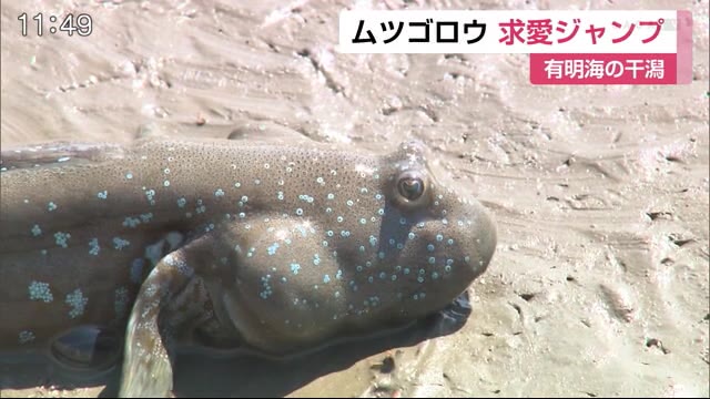 ムツゴロウに恋の季節 求愛ジャンプ でプロポーズ 佐賀県 佐賀のニュース 天気 サガテレビ ムツゴロウに恋の季節 求愛ジャンプ でプロポーズ 佐賀県 佐賀のニュース 天気 サガテレビ