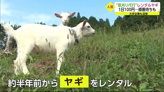 “草刈り代行”ヤギのレンタルが人気【佐賀県】