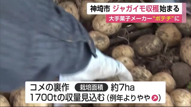 ジャガイモ収穫始まる ポテトチップスに姿を変えて全国へ【佐賀県神埼市】