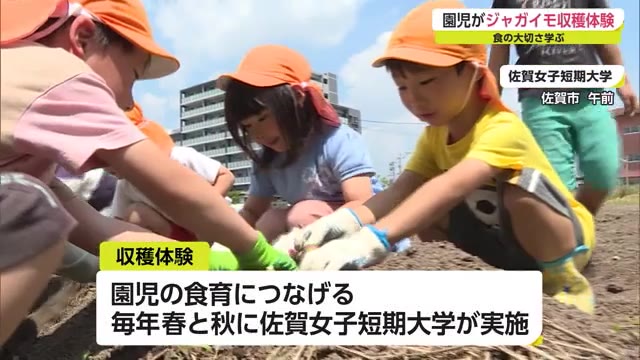 宝石みたい 園児がジャガイモ掘り カレーやフライドポテトに 佐賀県 佐賀のニュース サガテレビ