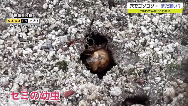 「まだ寒い…」あわてんぼうのセミの幼虫の躊躇【佐賀県】
