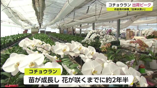 蝶が舞うよう優雅に‥お盆用のコチョウラン出荷ピーク【佐賀市金立町】