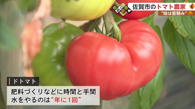 2倍の値段でも飛ぶように売れるトマト "味は客頼み"の農家 実は"トマトアレルギー”【佐賀県】