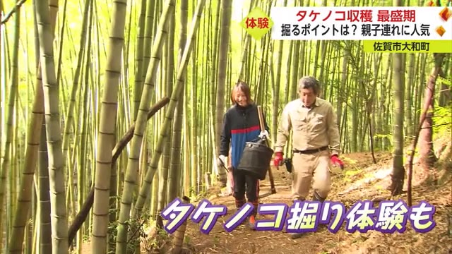 タケノコの収穫が最盛期 タケノコ掘りのポイントを取材！【佐賀県】