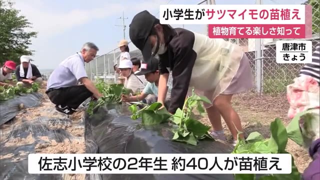 「植物を育てる楽しさや苦労を学んで」佐志小学校でサツマイモの苗植え体験【佐賀県】