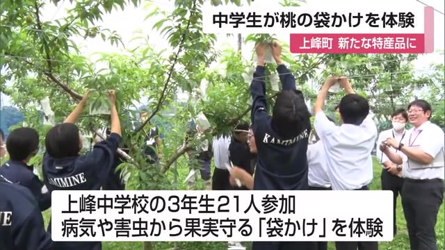 上峰町の新たな特産品「桃」病気や害虫から果実を守る"袋かけ"を中学生が体験【佐賀県】
