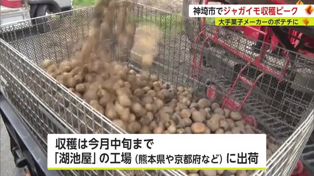 ポテトチップス用のジャガイモ「オホーツクチップ」収穫最盛期【佐賀県神埼市】