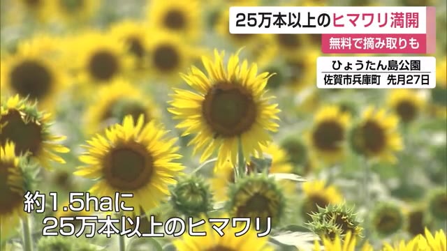 25万本以上のヒマワリ見頃 ひょうたん島公園【佐賀県】