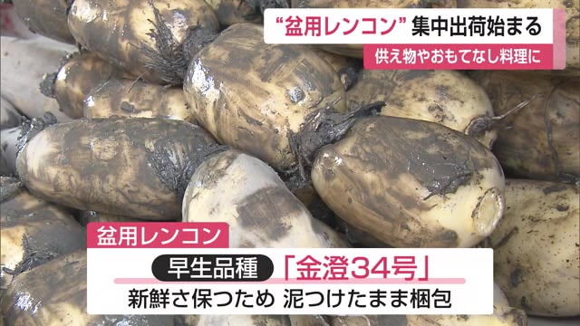”盆用レンコン”集中出荷始まる お供え物やおもてなし料理に【佐賀県白石町】