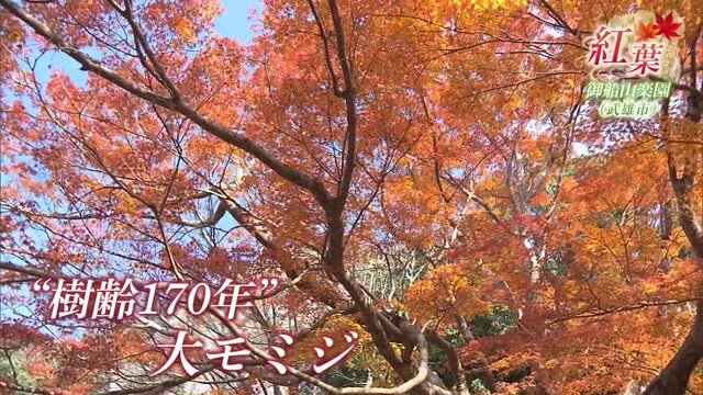 紅葉の名所「御船山楽園」約15万坪の敷地にモミジやカエデが赤く色づき見ごろ【佐賀県武雄市】