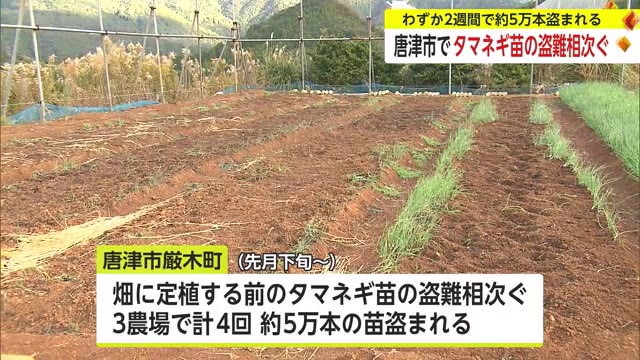 犯人の足跡が…唐津市で「タマネギの苗」盗難相次ぐ 盗まれた本数は約5万本に【佐賀県】