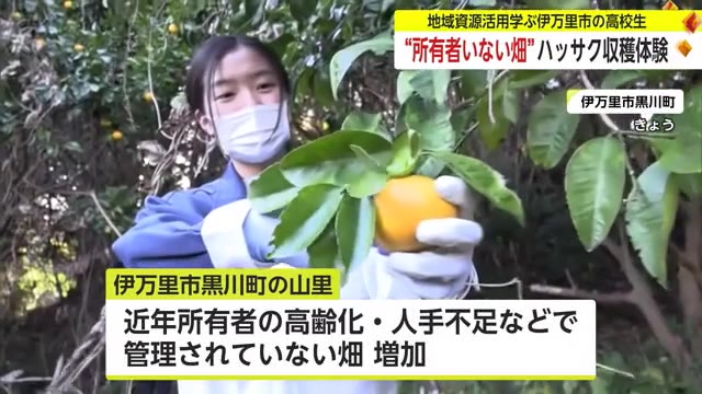 所有者のいない畑でハッサク収穫体験 伊万里実業高校生徒【佐賀県】