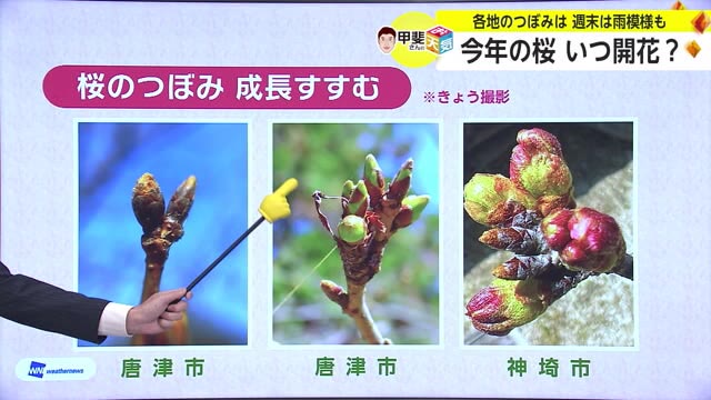 今年の桜の開花はいつ？”標本木”のつぼみはいま…お天気箱【佐賀県】