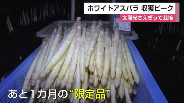 1カ月ほどの限定品「ホワイトアスパラガス」みやき町で収穫ピーク 太陽の光をさえぎって育てる【佐賀県】