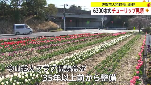 色とりどりのチューリップが見頃 佐賀市大和町今山地区【佐賀県】