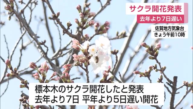 サクラ開花を発表  満開は開花から1週間から10日ほど【佐賀県】