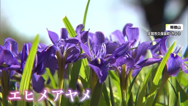 青紫色の可憐な花「エヒメアヤメ」見頃にあわせ保全活動「えひめあやめまつり」【佐賀県】